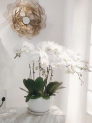 -YESIDO椰岛美容