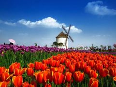 -洪湖湿地生态园