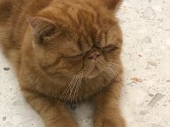 -飞行喵MR PILOT|猫舍·猫咖(静安大融城店)
