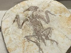 -辽宁古生物博物馆