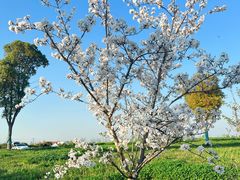 -广富林郊野公园