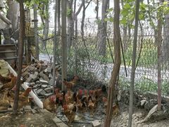 -马陆小张葡萄园农家乐