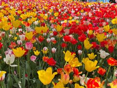 -大宁郁金香公园-停车场