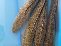 -香满锅老北京羊蝎子火锅·家常菜(新街口店)