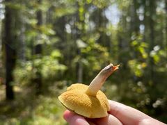 -峡谷浮石林景区