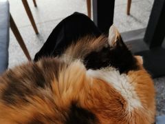 -绒爪撸猫下午茶·猫咖