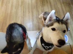 -Husky Go! 哈士奇体验馆·宠物咖啡厅狗咖