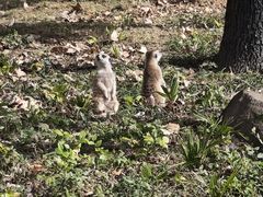 -合肥野生动物园