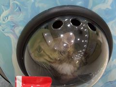 -瑞鹏宠物医院犬猫全科(真大分院)