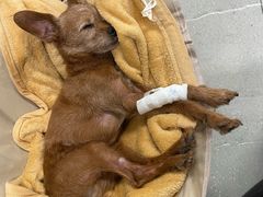 -北京派仕佳德动物医院·超导核磁·CT·神经科·骨科·内外科·急重症管理中心