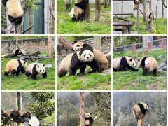 -卧龙中华大熊猫苑神树坪基地