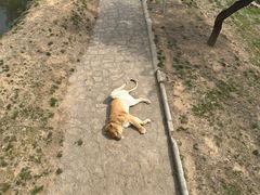 -西霞口神雕山野生动物世界