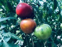 -迪茵湖田家舍生态农场