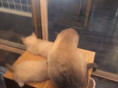 -吉丁鸟咖·异宠·寄养