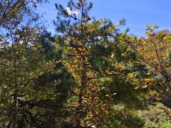 -清真老马家国华牛奶鸡蛋醪糟(正宁路店)