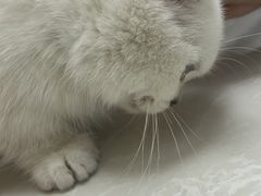-中农国际动物医院24小时·猫科·骨科·急重症中心