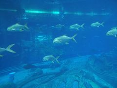 -亚特兰蒂斯•OSSIANO奥西亚诺海底餐厅