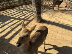 -石家庄市动物园