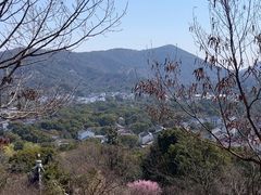 -香雪海