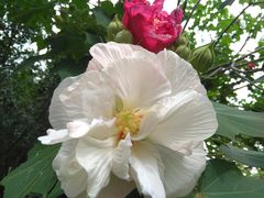 景点-西昌邛海湿地