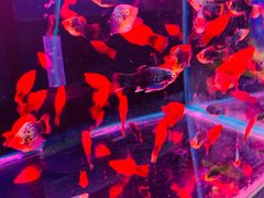 -山东柏宁水族批发广场