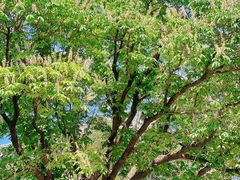 -菩提树下茶咖鼓捣