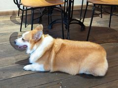 -肥朵食堂(带梦胡同店)