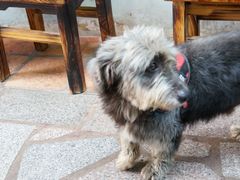 老板的宠物吧大概-老宅原住民沙茶面精品小吃(龙头路店)