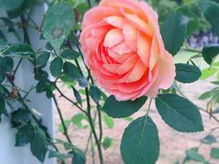 -紫荆广场·花漫里