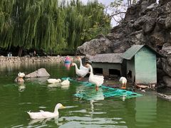 -团结湖公园