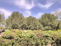 -莲花池公园