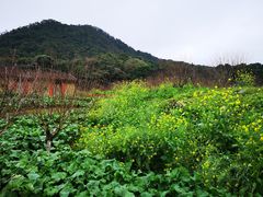 -广州市石门国家森林公园