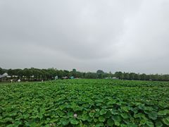 -嘉北郊野公园