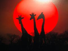 -罗红摄影艺术馆