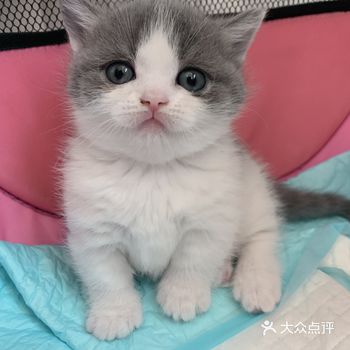 美貌蓝白妈妈矮脚爸爸生出啥？