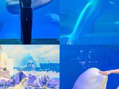 -秦皇岛乐岛海洋王国