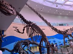 -陕西自然博物馆