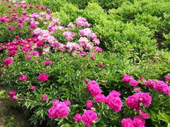 -宝鸡植物园