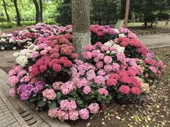 -上海鲜花港