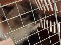 -纳吉亚猫专科动物医院·北北分院