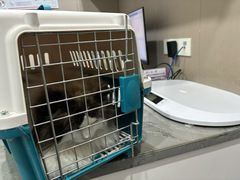 -四月宠物医院·猫专科·心脏专科·内科(转塘店)