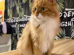 -平行世界·猫咖(首经贸店)