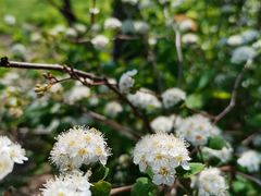 -黑龙江省森林植物园
