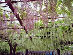 -嘉定紫藤园