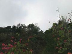 -广州白江湖森林公园