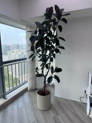 -HEYAN荷妍专业脱毛连锁机构