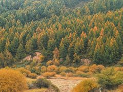 -芦芽山旅游度假区