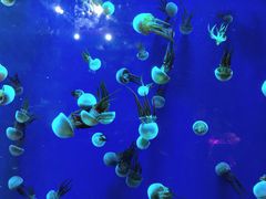 -成都浩海立方海洋公园