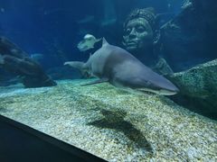 -暹罗海洋世界