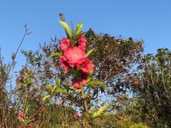 -紫马岭公园